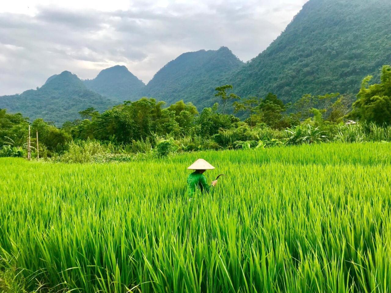 Xoi Farmstay - Eco Homestay Luc Yen Yen Bai Eksteriør billede